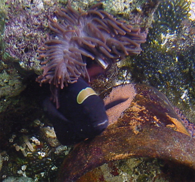 clownfish eggs