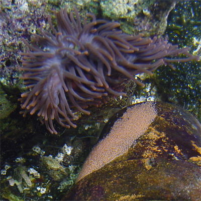 clownfish eggs