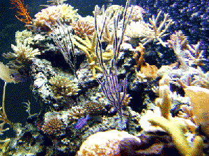 coral reef aquarium