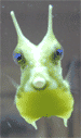 long horn cowfish