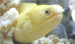 rare banana eel