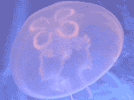 jellyfish tanks