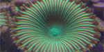 zooanthid colonial polyp