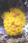 sun polyps