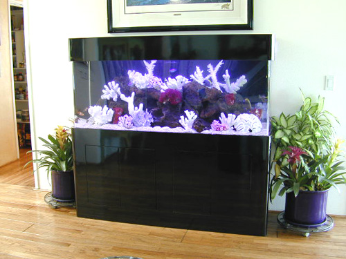 125 Gallon, Marine Fish Tank, Aquarium Design, Marine Aquariums ...