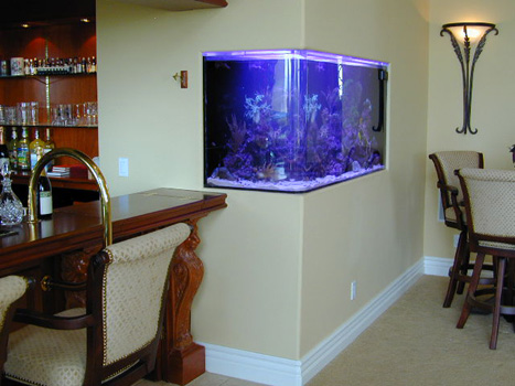 Built in Wall Fish Tanks