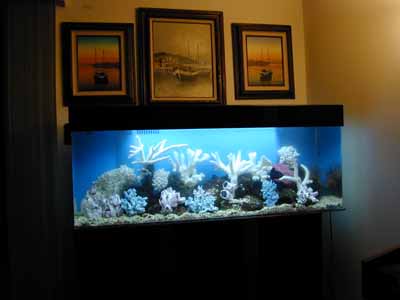 Fish Tank Sizes on 100 Gallon Marine Fish Tank  Aquarium Design  Marine Aquariums And