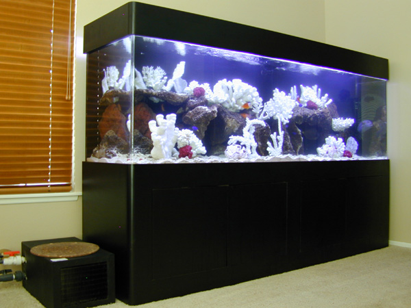 Aquarium Design, Marine Aquariums and Coral Reef Aquarium Tank, Stand ...