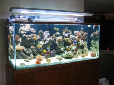 225 glass reef tank aquarium design marine aquariums and coral marine aquariums 400x300