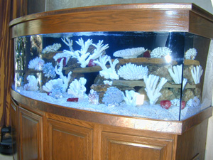 400 gallon Bowfront Aquarium