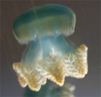 Blue Blubber Jellyfish