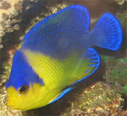 Dwarf and Pygmy Angelfish