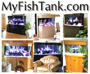 Acrylic Aquariums and Quality Aquarium Furniture