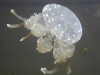 Lagoon Jellyfish