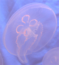 Moon Jellyfish