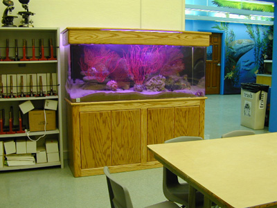 marine science school lab aquarium design marine aquarium filter system design